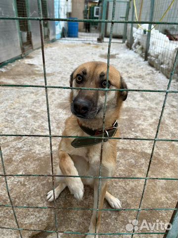 Бивису сррчно нужна семья