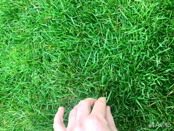 Рулонный газон