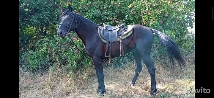 Американский рысак