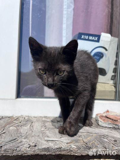 Гладкошерстный котик