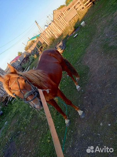 Жеребец