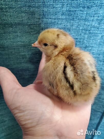 Кучинская юбилейная