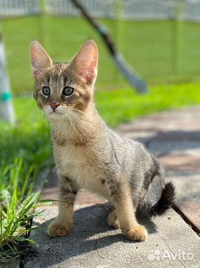 Чаузикотята