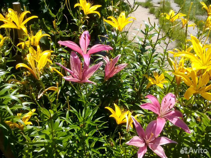 Лилии луковицы