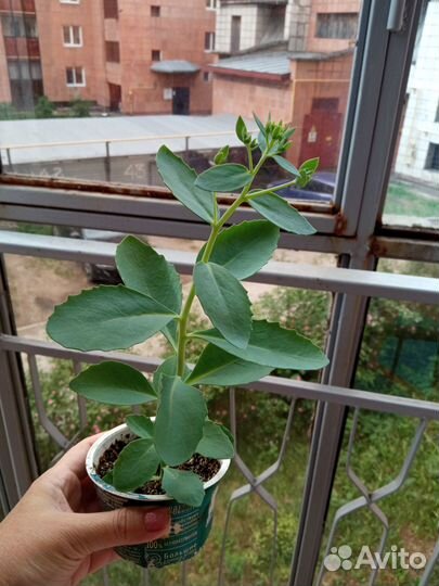 Очиток видный