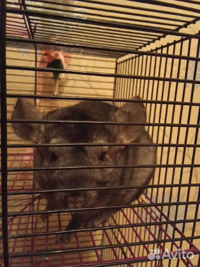 Шиншилла 3 мес