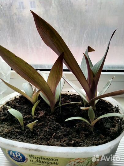 Кордилина красная