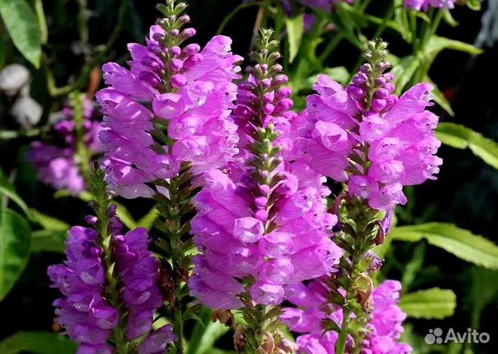 Очаровательная Физостегия