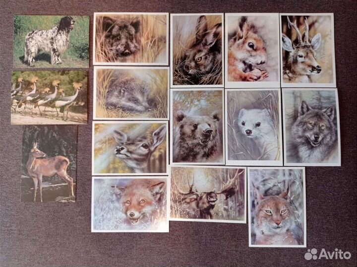 Советские открытки с животными