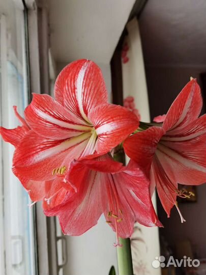 Гиппиаструм Амариллис (отросток) Розовый