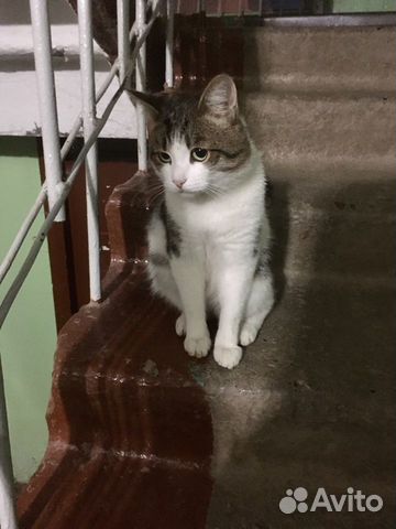 Кот Василий, 1 год