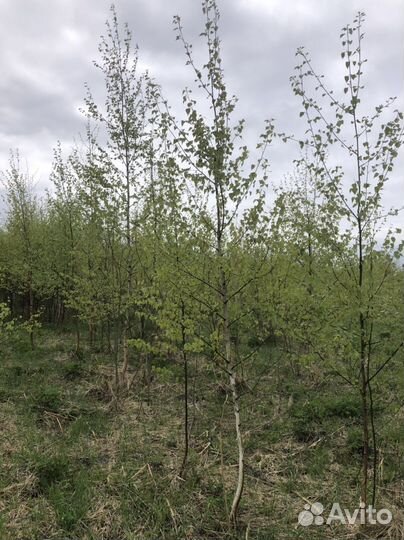 Береза пушистая, береза бородавчатая