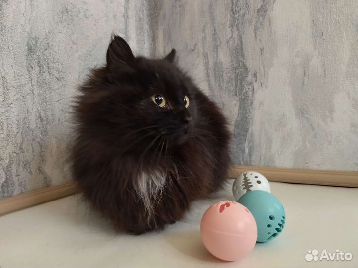 Кошка в дар