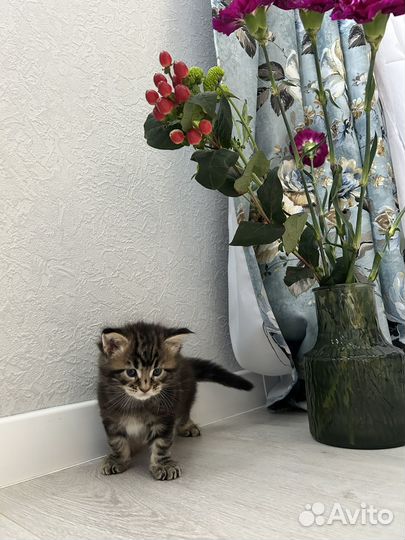 Кошки мейн-кун
