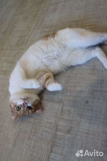 Кастрированный молодой котик в добрые руки