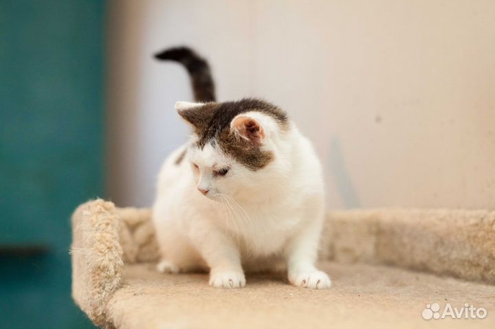 Кошечка Мамита в добрые руки