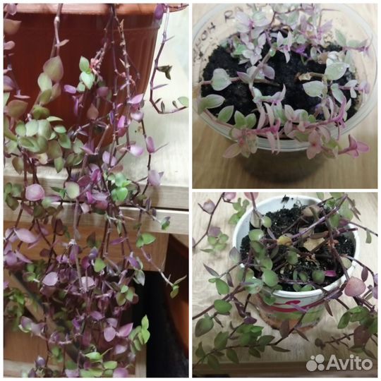 Комнатные цветы