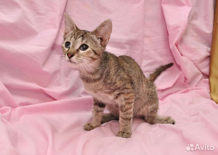 Необыкновенный котёнок