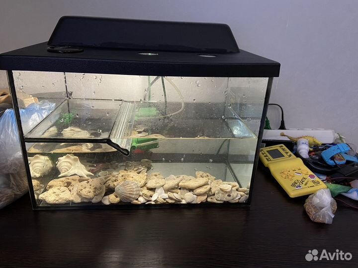 Отдам в добрые руки черепаху