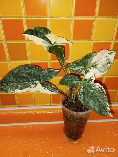 Комнатные растения 2