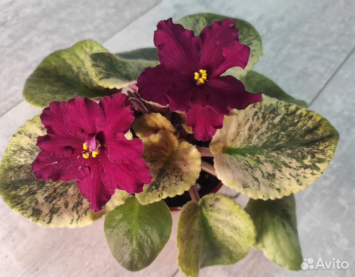 Цветущие фиалки