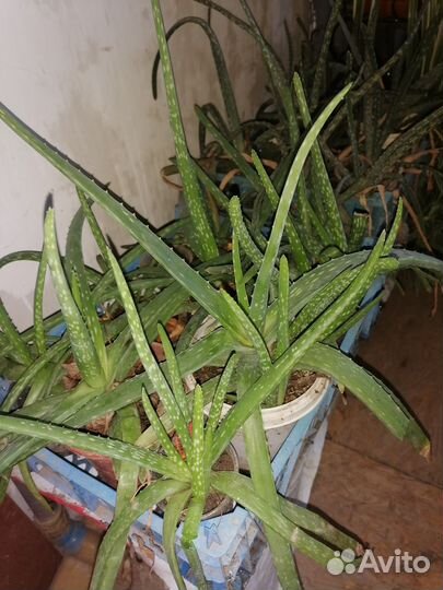 Лечебные комнатные растения