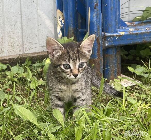 Домашние котята