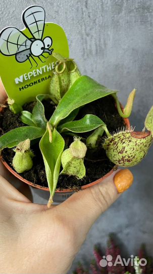 Дионея, непентес, растения хищники