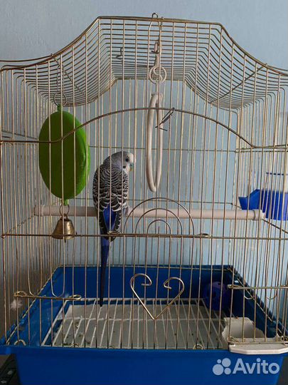 Волнистый попугай