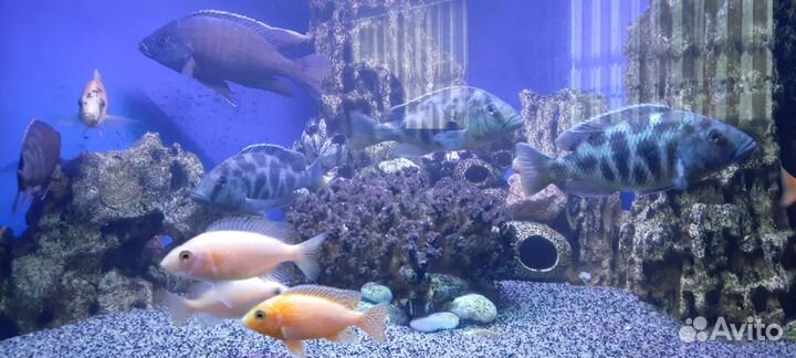 Малавийские цихлиды