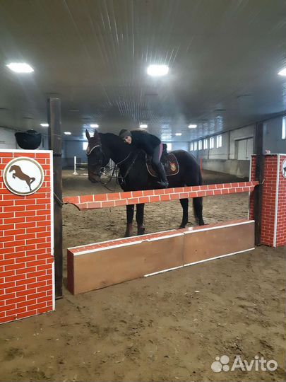 Жеребец на Случку Высококровный Русский Рысак