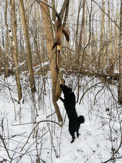 Щенки русско европейской лайки