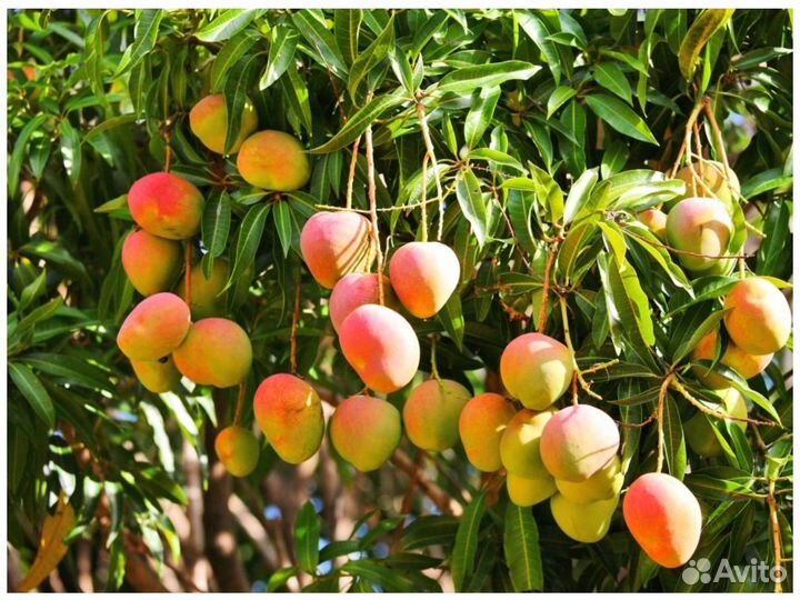 Замороженные фрукты