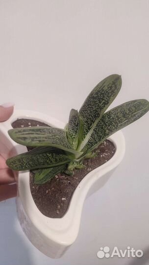 Гастерия литл варти