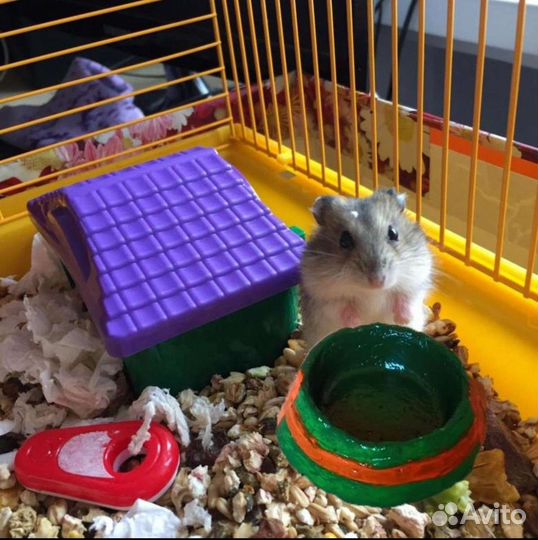 Миска для хомячка 