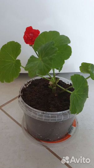 Пеларгония (герань)