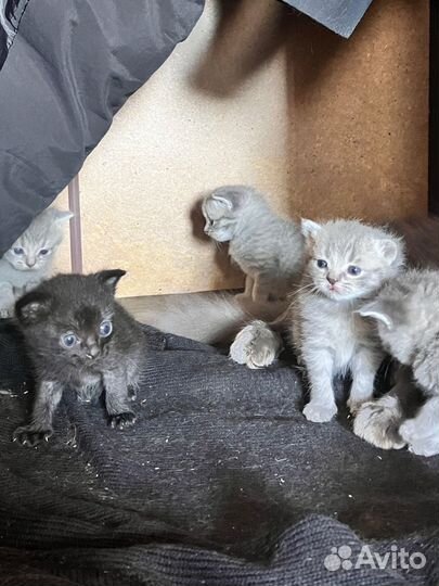 Котята