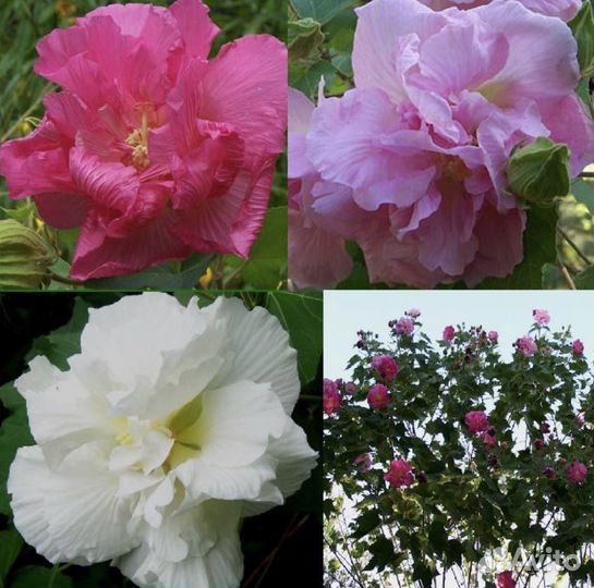 Гибискус изменчивый