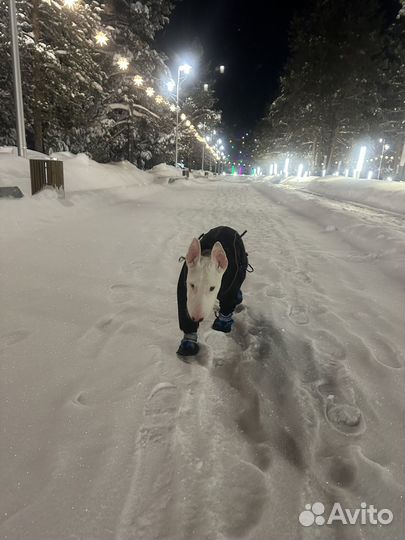 Стандартный бультерьер