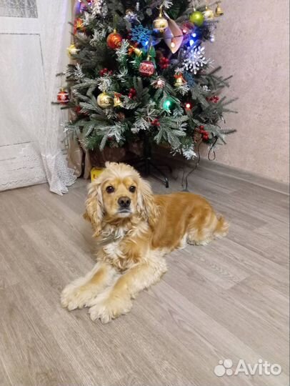 Американский кокер спаниель