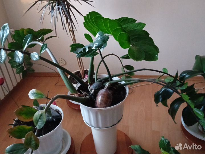 Комнатные цветы