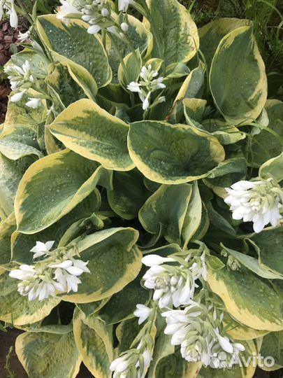 Хоста с желтой каймой