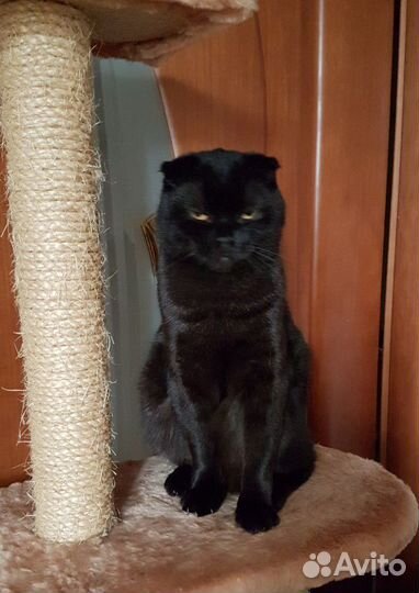 Шотландский вислоухий кот для вязки