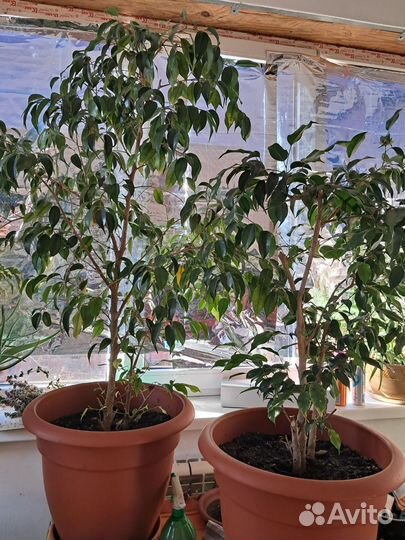 Комнатные цветы