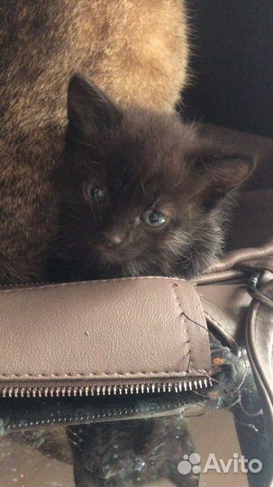 Отдам в добрые руки