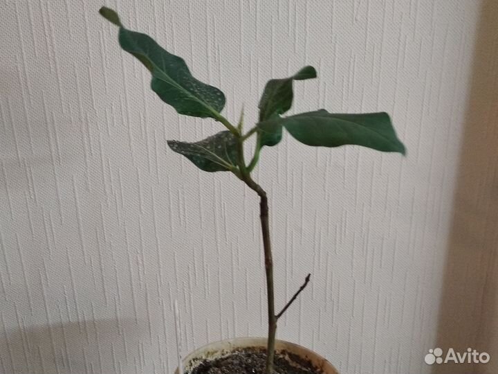 Фикус Кришна