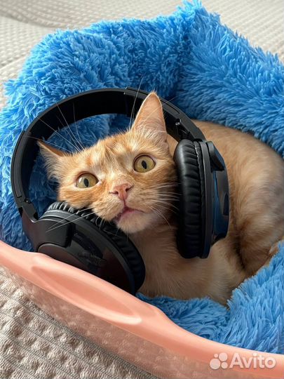 Рыжий котик в добрые руки