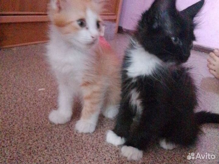 Котята в добрые руки бесплатно