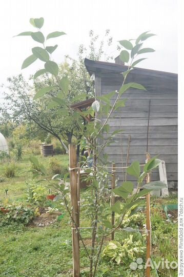 Саженцы вишни,сливы