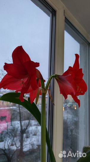 Продам цветы комнатные, Гиппеаструм